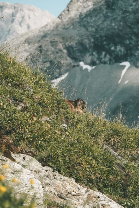 voir des marmottes en randonnée Vanoise