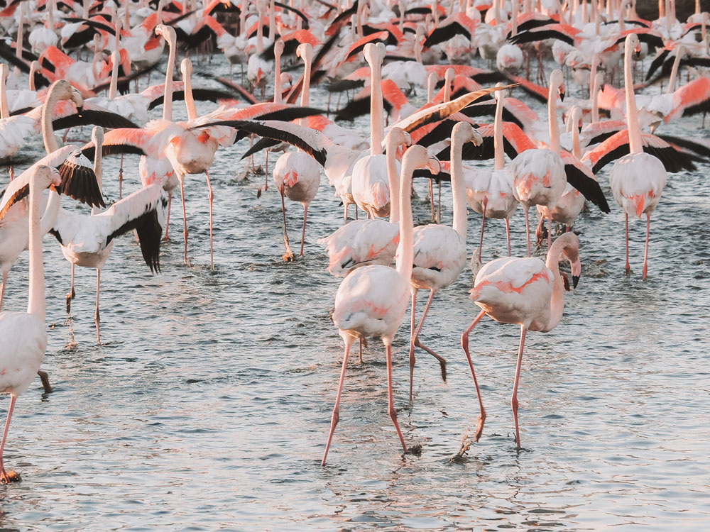 assister au nourrissage des flamants roses Camargue