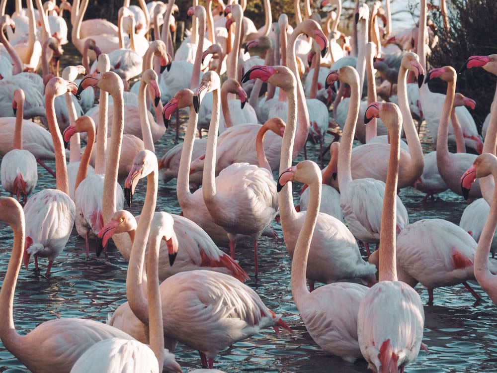 balade parc flamants roses Pont de Gau Saintes Maries de la Mer