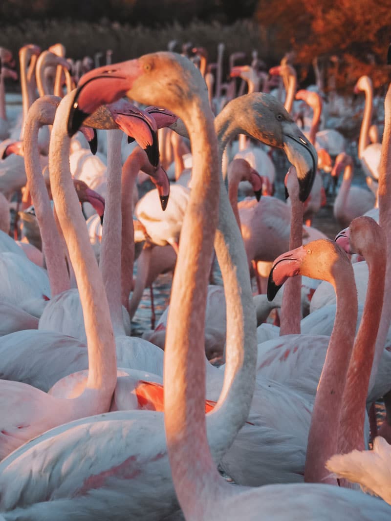 en quelle saison voir des flamants roses ?