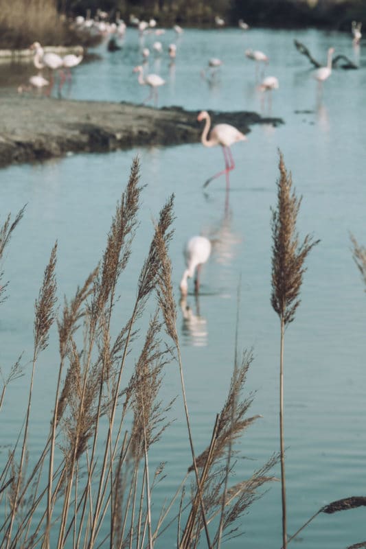 étang de Vaccarés Camargue repérer des flamants roses