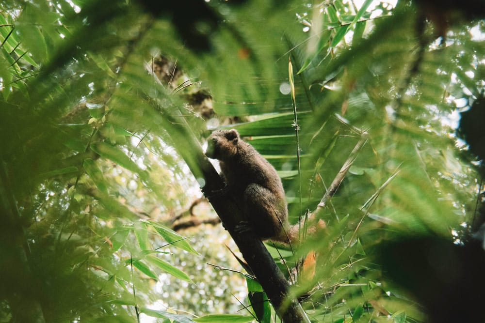 lémurien doré Ranomafana voyage à Madagascar