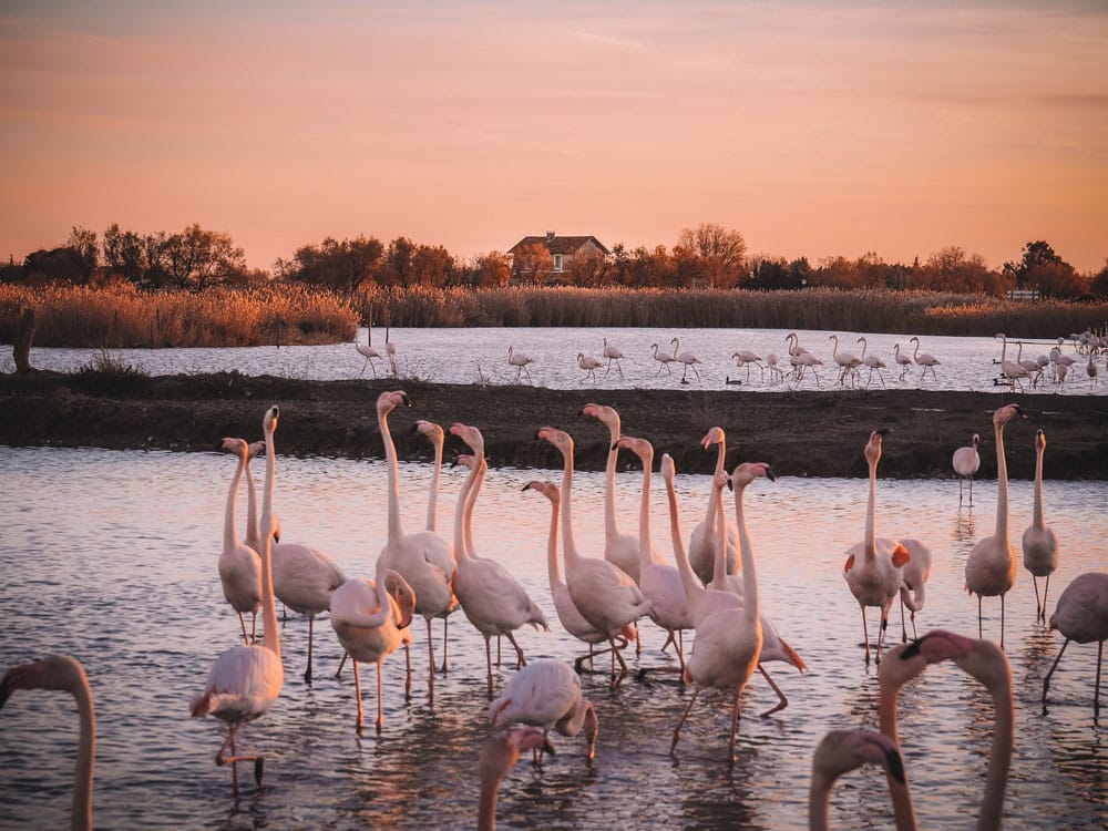 observer des flamants roses de près en Camargue Pont de Gau