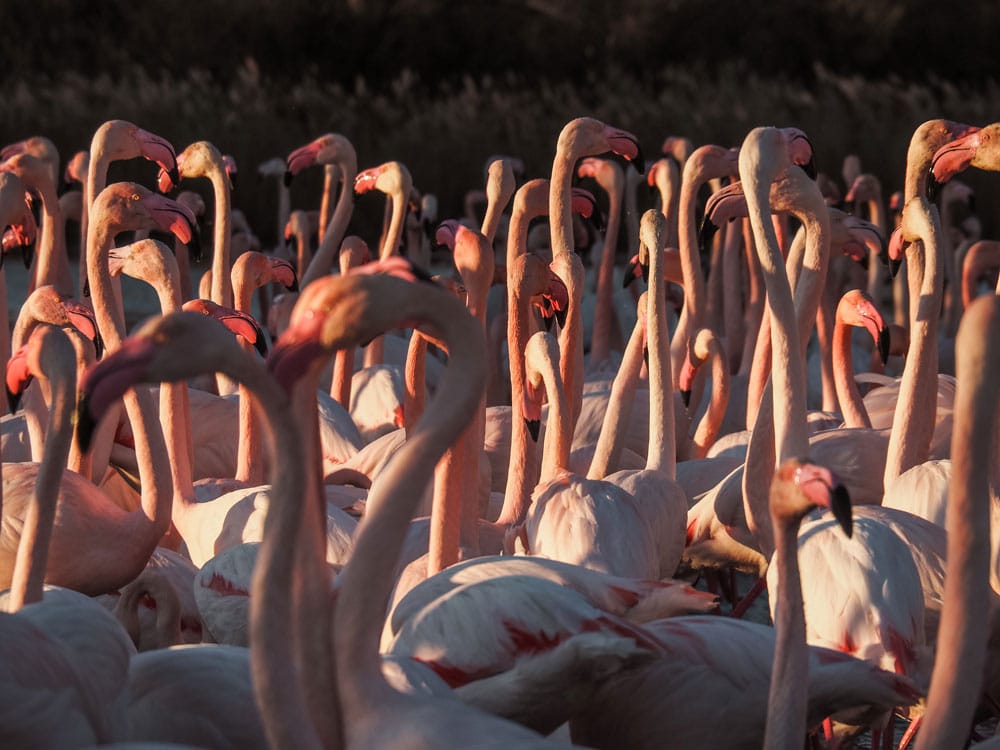 où voir des flamants roses en Camargue ?