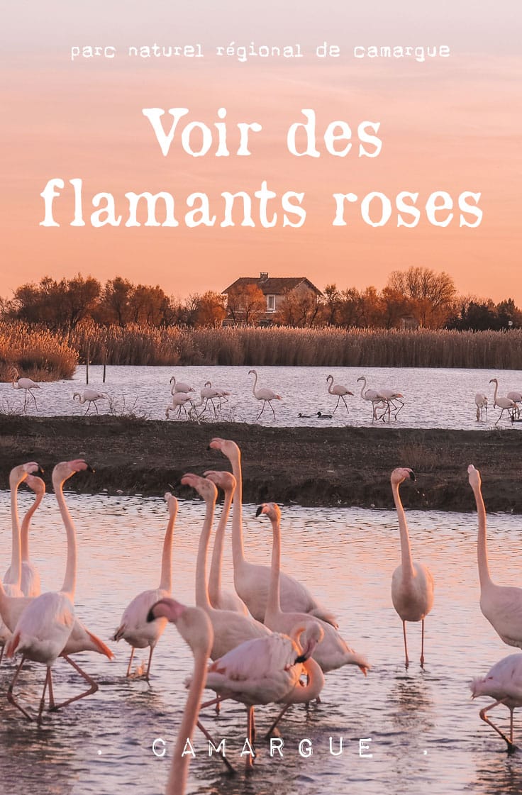 parc naturel regional de Camargue voir flamants rose