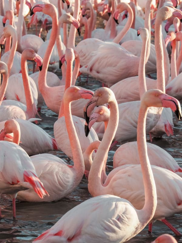 partir à la rencontre des flamants roses Camargue