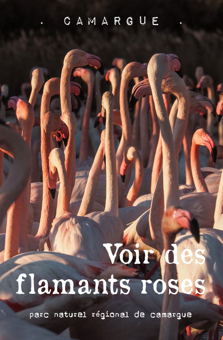 Pont de Gau : observer flamants roses de près