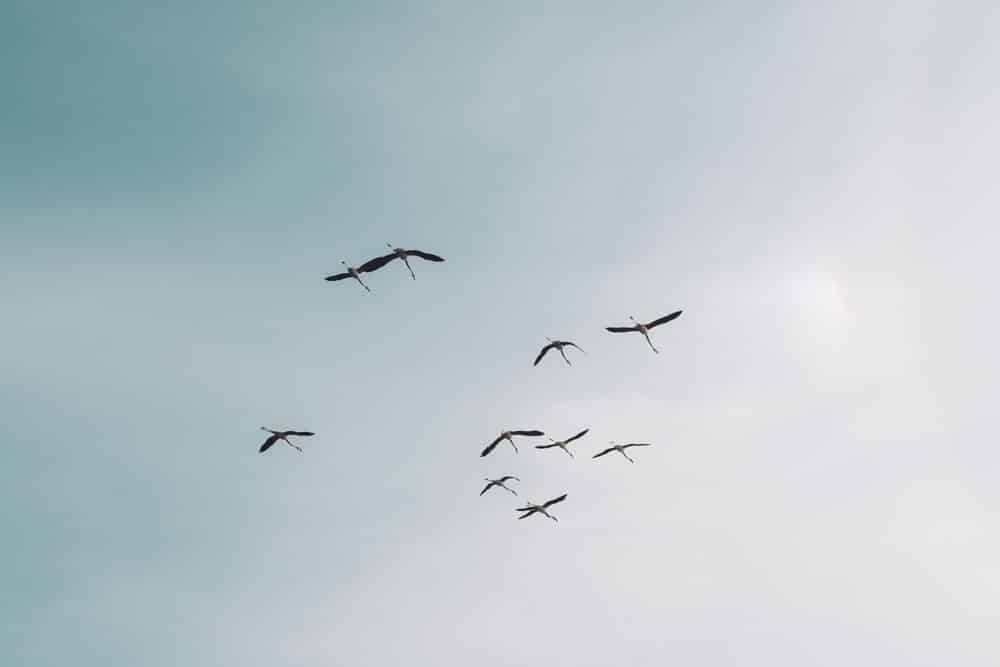 Quand visiter parc oiseaux Pont de Gau en Camargue