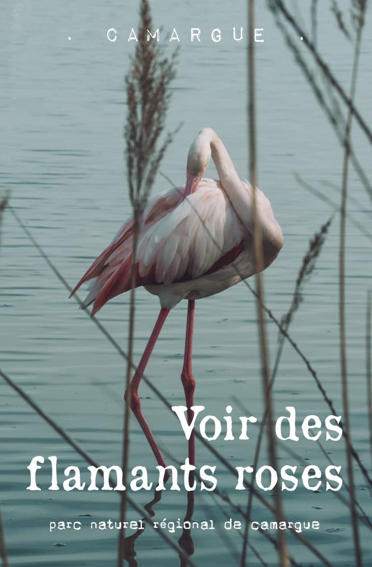 Quelle période pour voir des flamants roses en Camargue ?