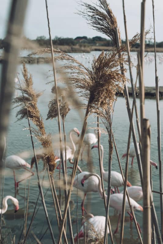 réserve oiseaux de Camargue flamants roses