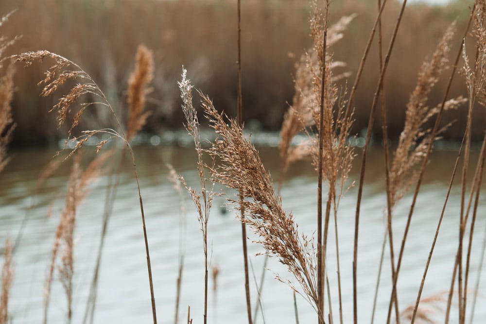 visiter Camargue en 2 jours week-end