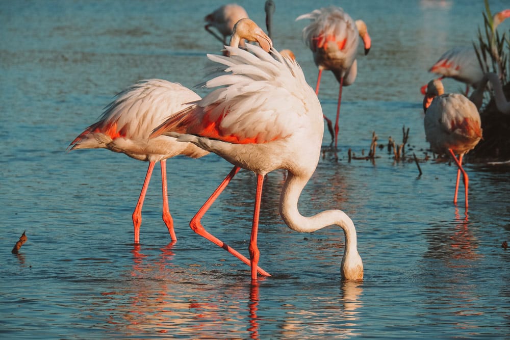 flamants roses en Camargue visite