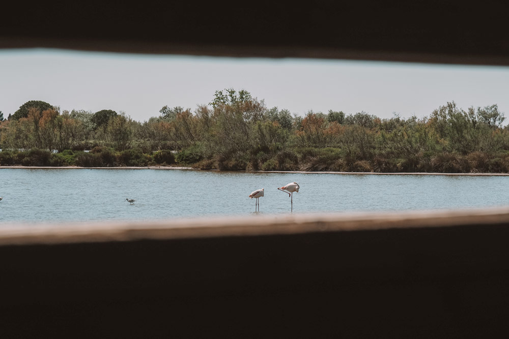 observer oiseaux Camargue