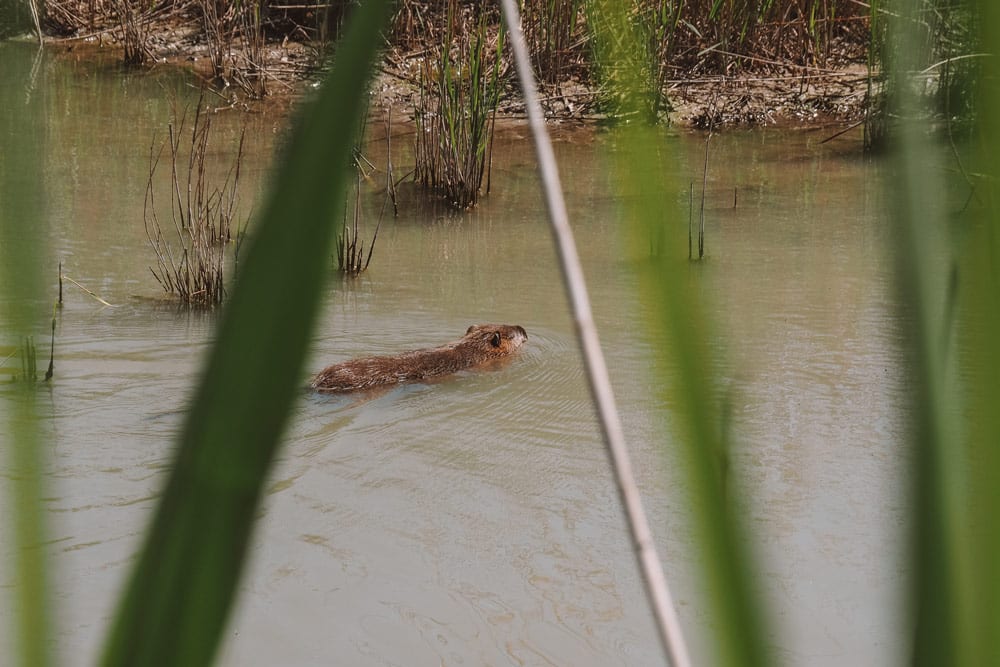 où voir des animaux de Camargue