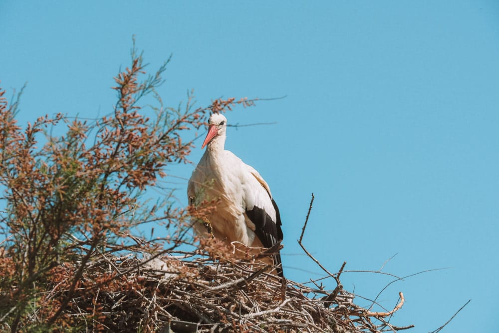 Que faire week end en Camargue