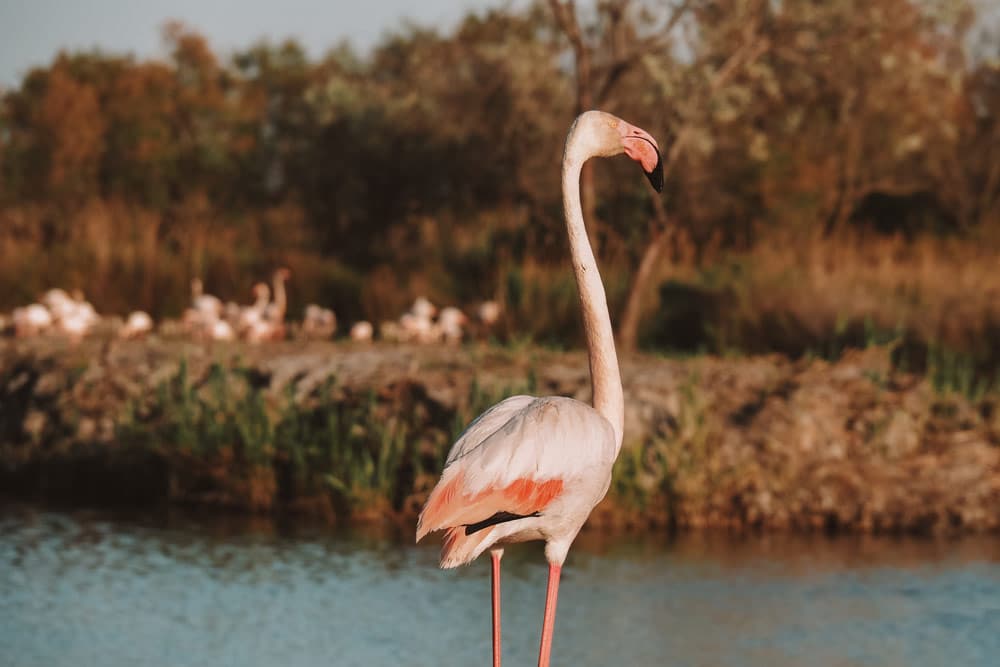 visiter étangs et marais Camargue