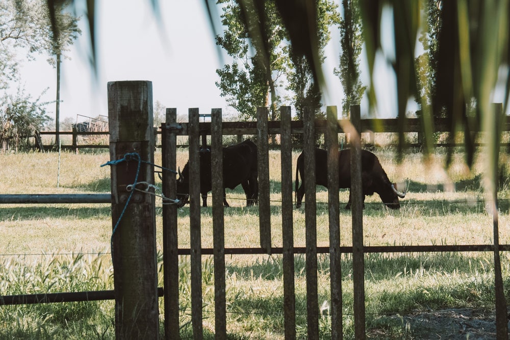 visiter manade Camargue