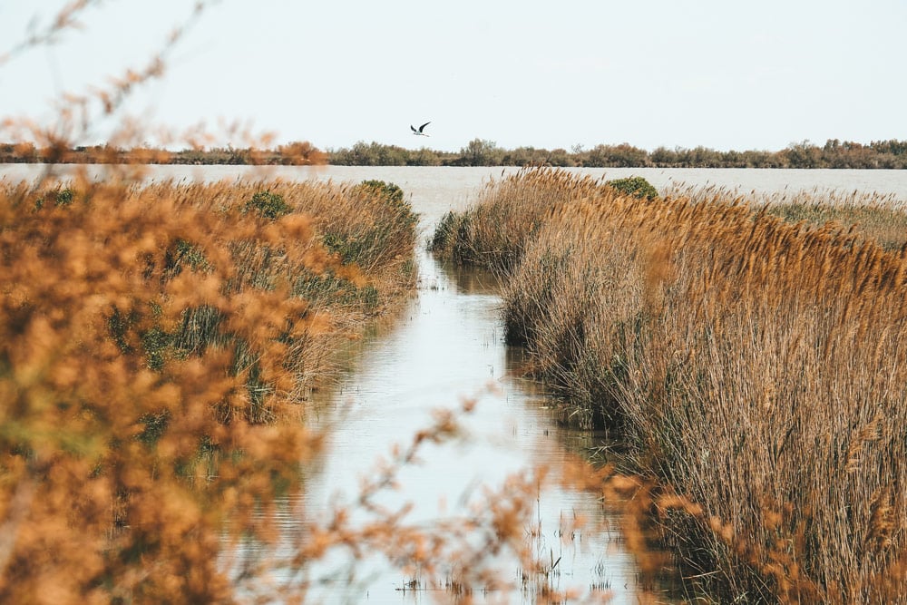 visites étangs et marais Camargue