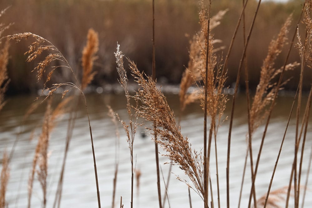 visites incontournables Camargue ou aller