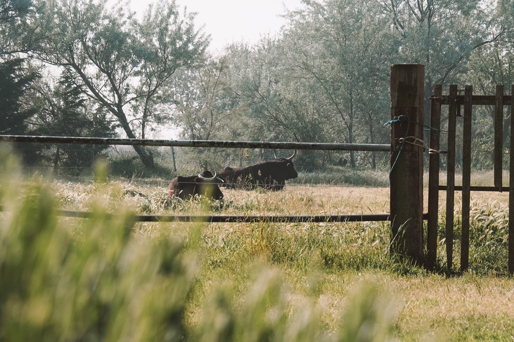 week-end Camargue que faire