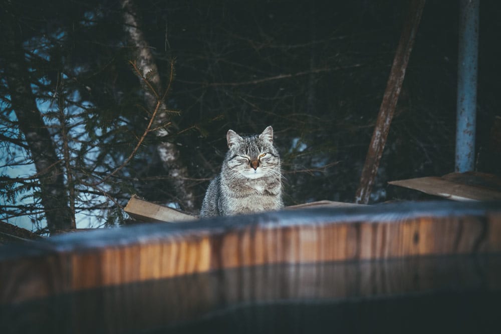 chats bains du Trappeur Champsaur