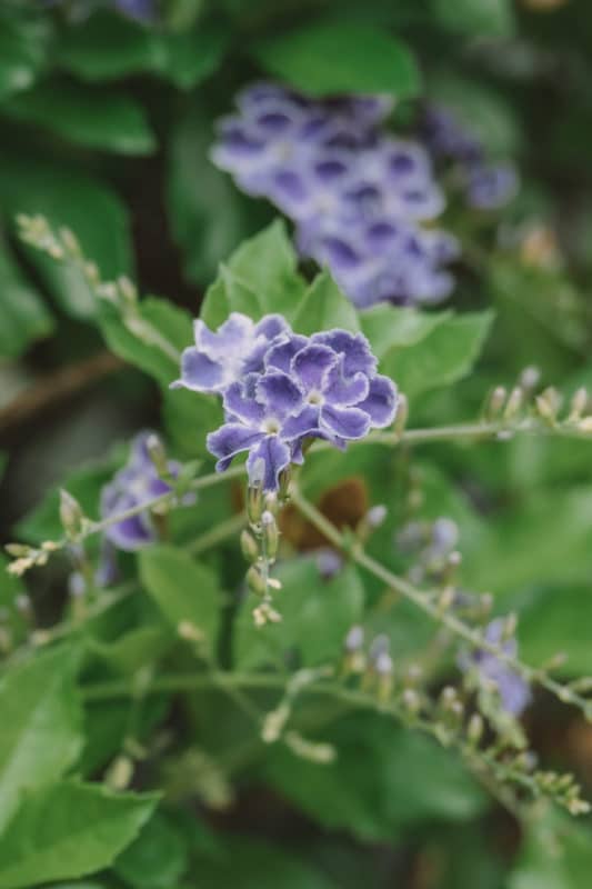 découvrir cirque de La Réunion randonnées