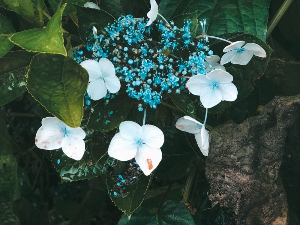 découvrir fleurs Salazie voyage Réunion