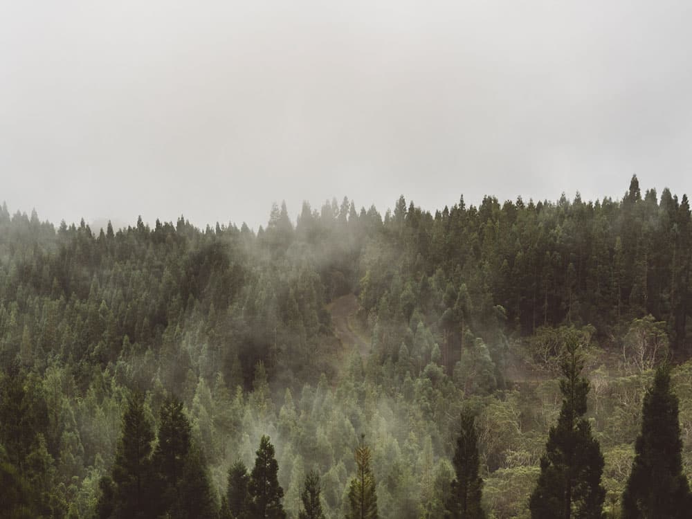 forêt Salazie départ randonnée Hell-Bourg