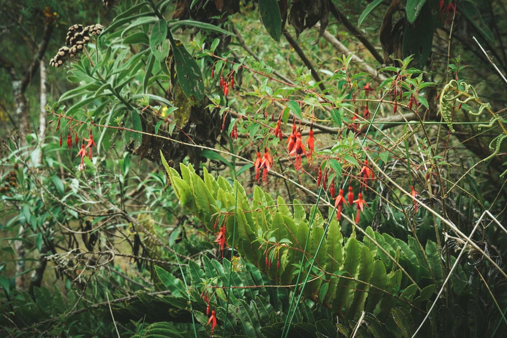 randonnée facile gouffre Trou de Fer Réunion