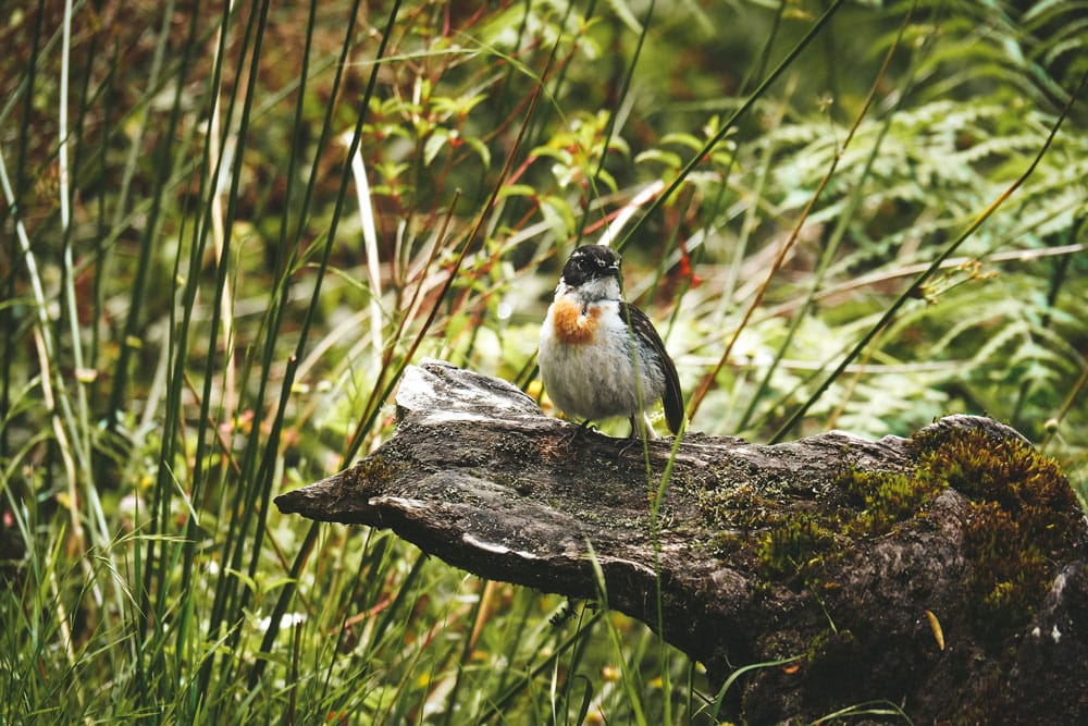 voir les animaux randonnée Trou de Fer Réunion