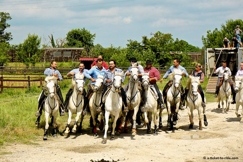 incontournables du Sud Camargue