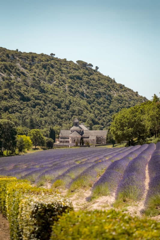 champs de lavandes du Luberon