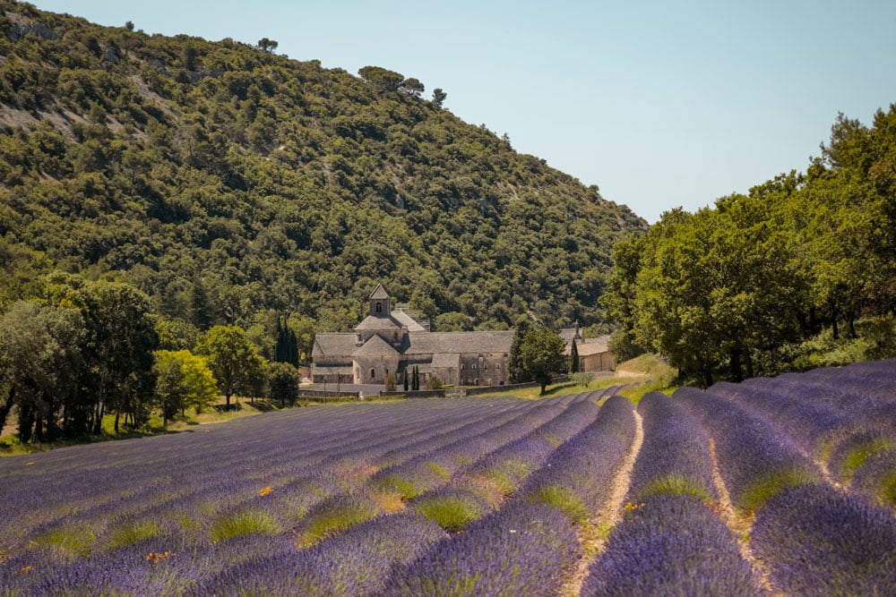 faire abbaye de Sénanque pendant les lavandes