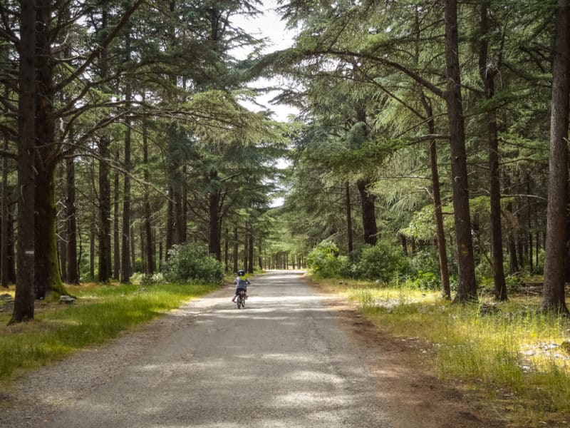 visiter forêt de Cèdres Vaucluse