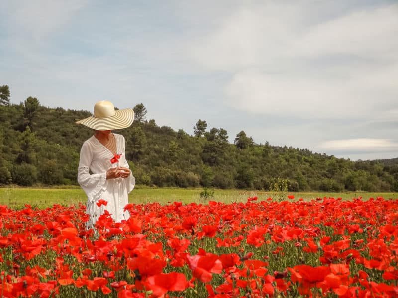 voir les champs de fleurs dans le Vaucluse