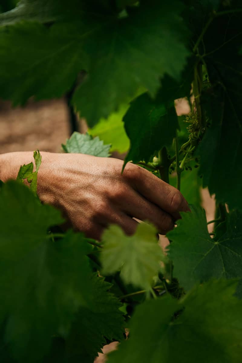 faire les domaines viticoles à Beaucaire