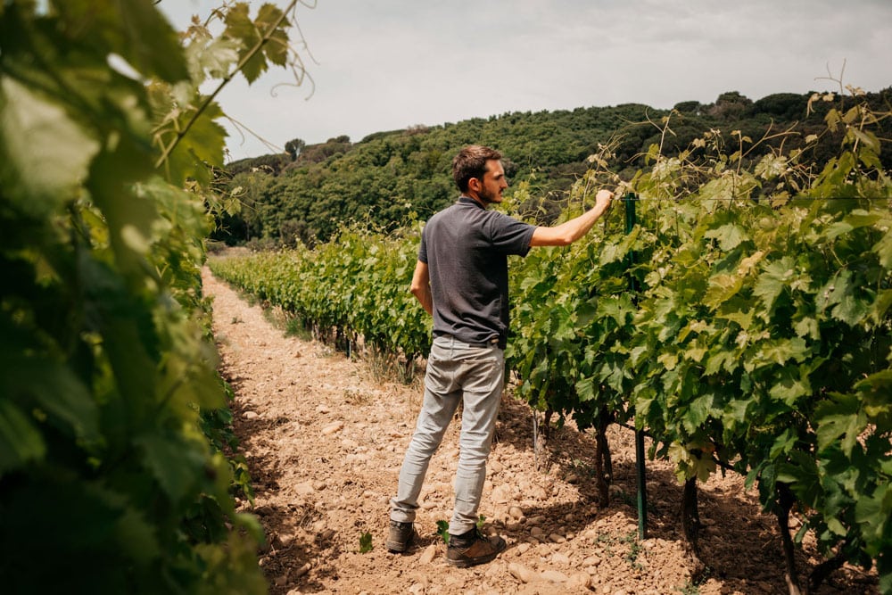 rencontrer des vignerons à Beaucaire