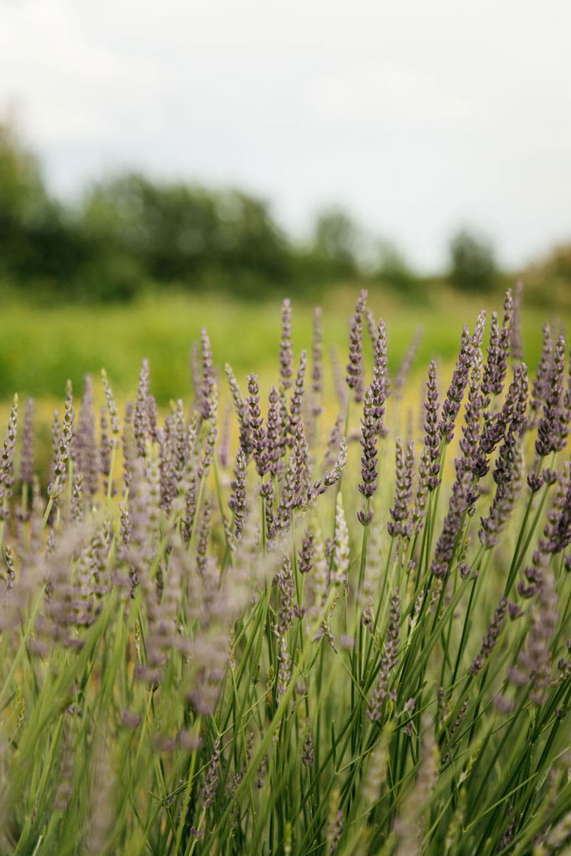 voir des champs de lavandes vers Beaucaire