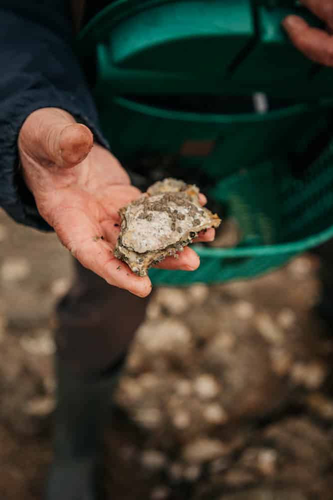 ramasser des coquillages Noirmoutier