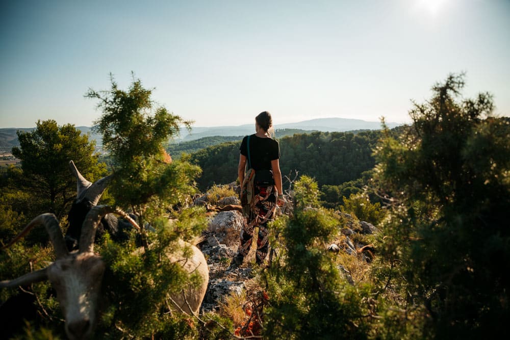 chevrière du Pays d'Aix en Provence