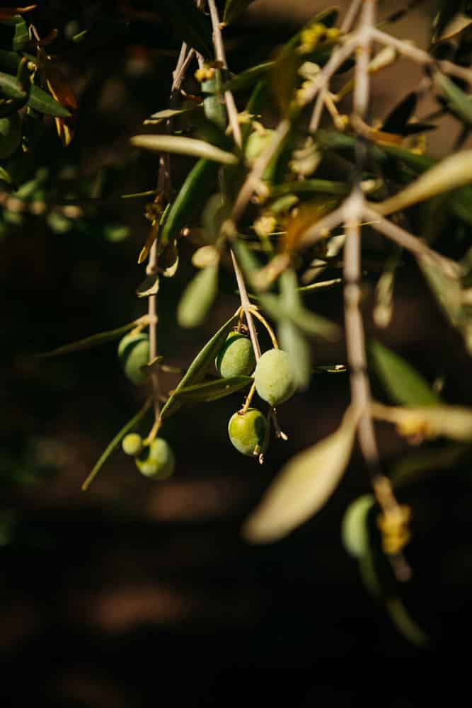 dégustation huile d'olive Aix en Provence