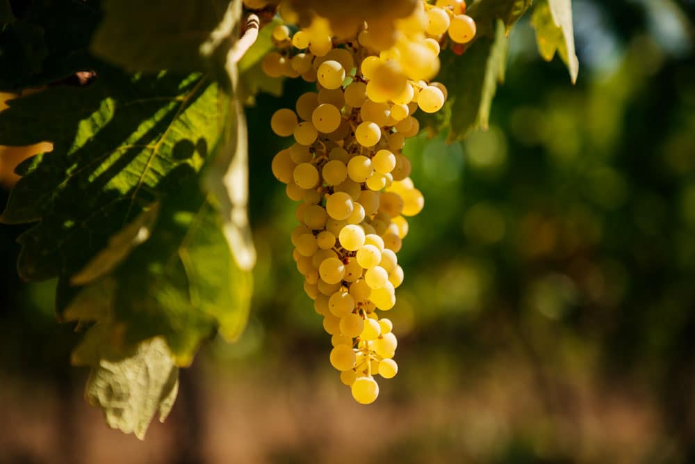 dégustation vin Aix en Provence Ste Victoire