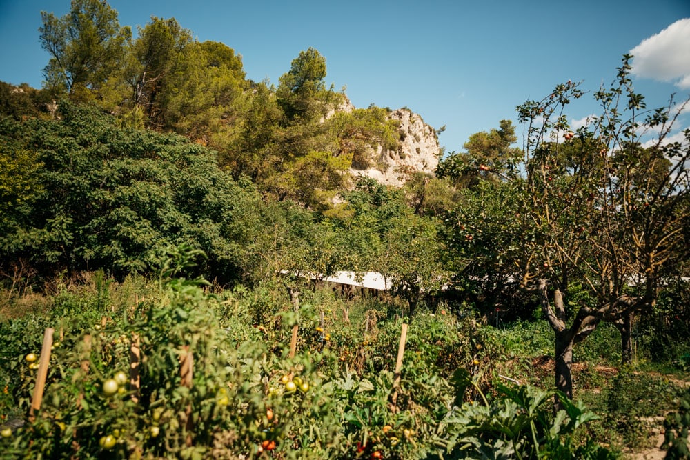 sangliers de Provence Venelles