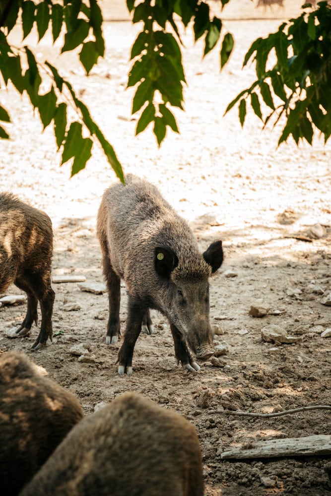 sangliers de Provence