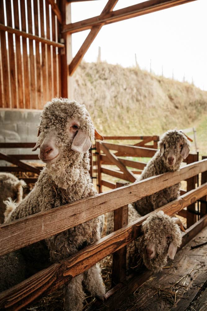 slowlydays fabrication du mohair