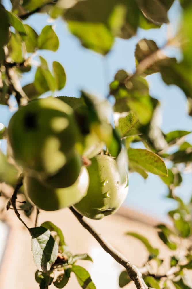 terroir pommes de Mayenne