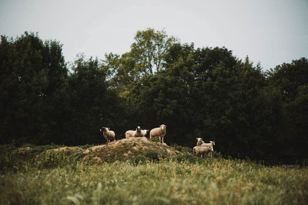 visite avec des enfants ferme de Mayenne