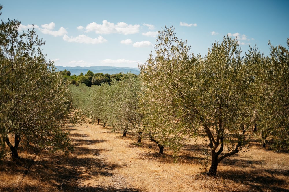 visiter oliveraie autour Aix en Provence