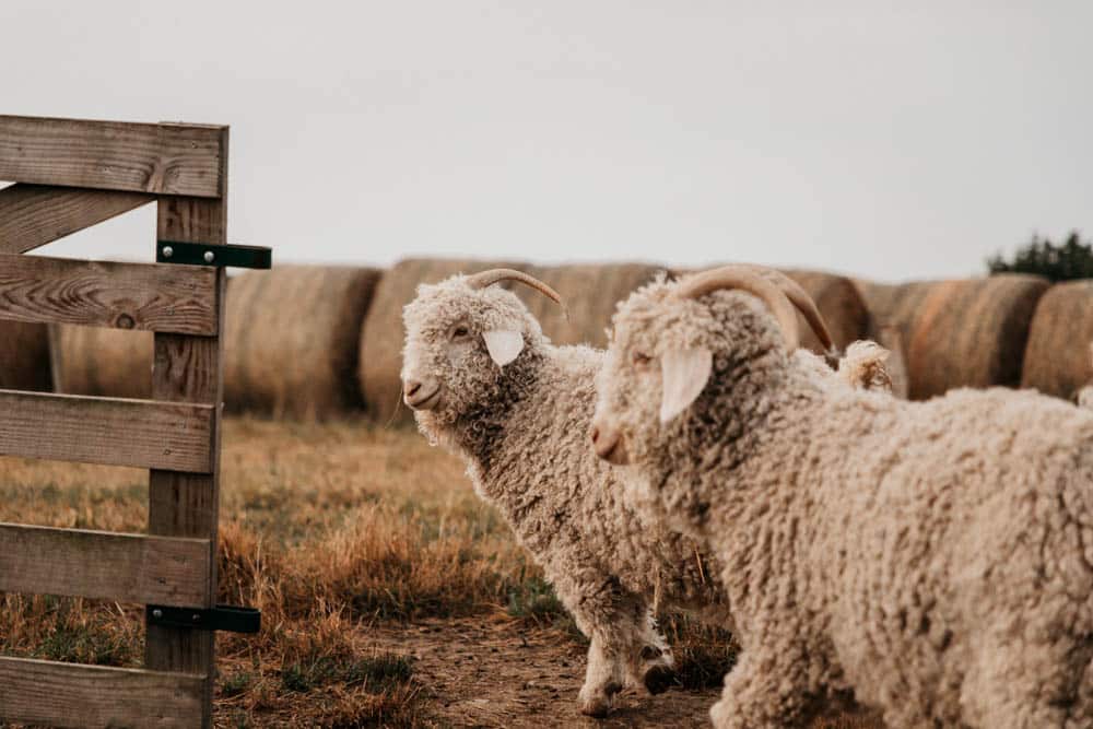 visiter une ferme de brebis mohair