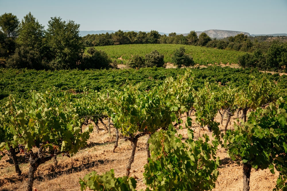 visiter vignoble week-end autour Aix en Provence